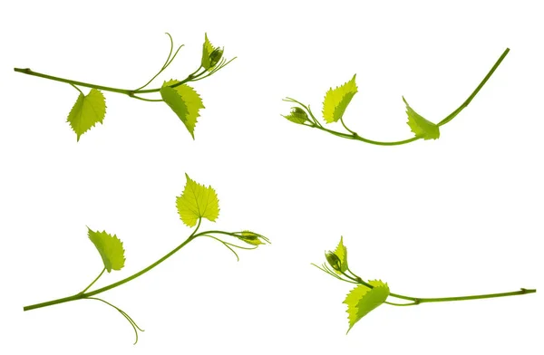 Sada Vinic Zelenými Listy Bílém Pozadí Malá Svěží Větev Vinné — Stock fotografie