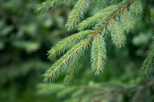 Yaz ormanı manzarası güneşli havada - orman ağaçları, yumuşak güneş ışığı. Çam ağaçlarının yeşil dalları. Bir tutam köknar. Bahar başında köknar dalı. Genç yeşil dallar.