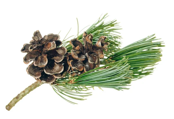 Inverno Natal Decoração Natural Madeira Pinheiro Com Cones Isolada Plantas — Fotografia de Stock