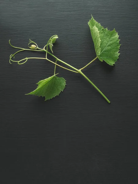 Conceito Viticultura Vinificação Folhas Uva Jovens Tendrils Ramo Uvas Início — Fotografia de Stock