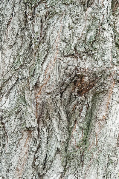 Pappelrinde Geschnitzte Textur Aus Baumrinde Die Rinde Eines Baumes Mit — Stockfoto