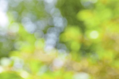 Bulanık doğal yeşil arka plan. Yaz bahçesi. Ormanda yürü. Dinlenme ve turizm. Eko arka plan. Sağlıklı yaşam tarzı ve doğaya saygı kavramı..