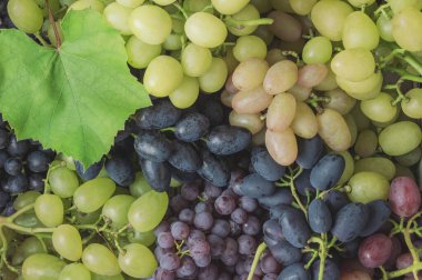 Yeşil yapraklı üzümler. Asma dalında taze organik üzüm. İştah açıcı yeşil üzümlü dallar. Tarım ve şarap üretimi kavramı. Süpermarketin yerel marketi üzümleri yenmeye hazır.. 