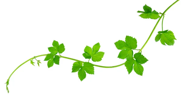 Chmelové Větve Zelenými Listy Prodej Reklama Květinový Design Výzdoba Izolovaný — Stock fotografie