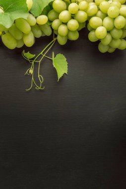 Üzüm. Böğürtlen ve üzüm yaprakları. Sarmaşıkta sallanan üzümler. Şarap yapımı. Üzümler, tatlı bir tat, güzel kokulu, gevrek, ağaçtan taze. Organik üzüm bağı tarım konsepti.   