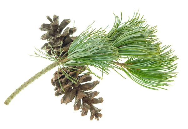 Green Branch Pine Tree Cones Christmas Tree Branches Coniferous Tree — Stock Photo, Image