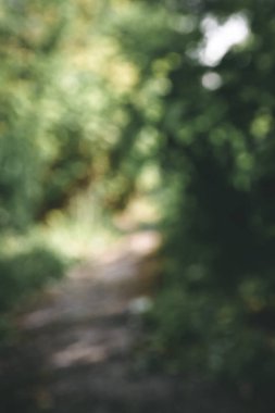 Güzel doğa. Arka planda doğal bitki manzarası, ekoloji duvar kâğıdı konsepti kullanılarak güneş ışığı altında bulanık yeşillik arkaplanı. Bulanık pankart, boşluğu kopyala