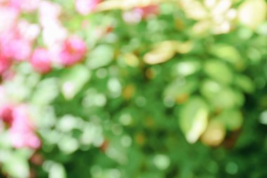 Baharın doğasında bulanık bahçe, yazın arka planda bulanık yeşil ağaç parkı, afiş, defocus bahar yaprakları soyut bokeh ışıklı duvar kağıdı, poster kağıdı