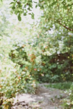 Bulanık arka plan yeşil bahçe doğa parlak güneşli orman. Baharda açık hava parkı güneş ışığıyla parlayan parlak bir şablon. Bulanık arkaplan pankart kopyalama alanı.