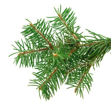 cute twigs fir-tree with cones isolated. Close-up. New Year's decor. Decoration of holiday cards, banners, invitations. Pine with cones. Festive composition.