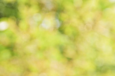 Güzel doğa. Arka planda doğal bitki manzarası, ekoloji duvar kâğıdı konsepti kullanılarak güneş ışığı altında bulanık yeşillik arkaplanı. Bulanık pankart, boşluğu kopyala