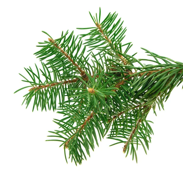 Cute Twigs Fir Tree Cones Isolated Close New Year Decor — Stock Fotó