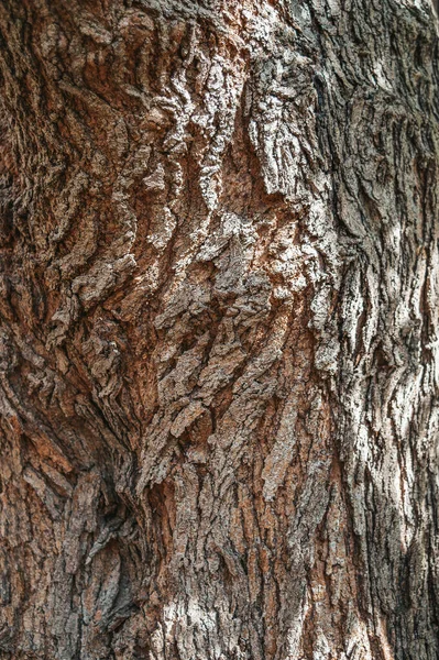 뽕나무 나무껍질을 열매를 새싹은 나무의 자연적 나무껍질 자연의 갈라지는 소리를 — 스톡 사진