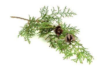 Sedir selvi leylandii köknar yaprağı. Tasarım elemanı. Bitkisel ilaçlarda da kullanılır. Antiseptik, antiinflamatuar, antispazmotik, idrar söktürücü, böcek öldürücü. Beyaz arkaplanda izole.