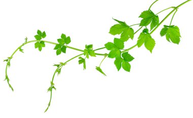 Yeşil yapraklı atlama dalları, satılık, reklamcılık, çiçek tasarımı ve dekor için. İzole edilmiş. Taze zıplama filizleri. Taze yeşil zıpzıp dalı, beyaz arka planda. Yapraklı kozalaklar. Organik Sekme Çiçekleri