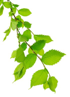 Spring foliage. Linden branches with leaves. isolated Twigs of linden. Tilia europaea branches. Hot drink winter herbal tea concept, Treatment of cold and flu.