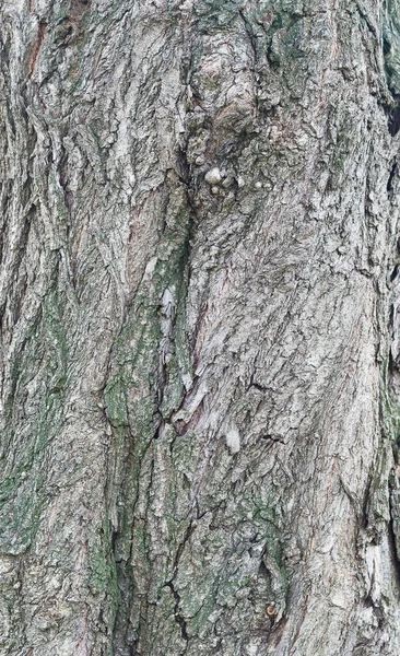 포플러 나무껍질을 열매를 새싹은 나무의 자연적 나무껍질 자연의 갈라지는 소리를 — 스톡 사진