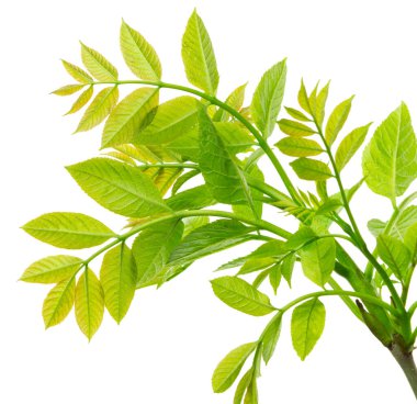 Mürver ağacı. Bahar yeşili yapraklar. yeşil yaban mersini yaprağı. Dal, böğürtlen ve yapraklı mürver. Sambucus. siyah yaşlı bitki, Avrupalı yaşlı,