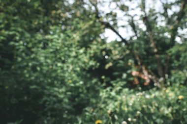 Güzel doğa. Arka planda doğal bitki manzarası, ekoloji duvar kâğıdı konsepti kullanılarak güneş ışığı altında bulanık yeşillik arkaplanı. Bulanık pankart, boşluğu kopyala