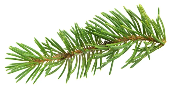 Green Fir Tree Spruce Branch Needles Isolated White Background Pine —  Fotos de Stock