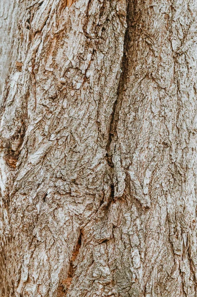 Casca Choupo Textura Esculpida Casca Árvore Casca Uma Árvore Com — Fotografia de Stock