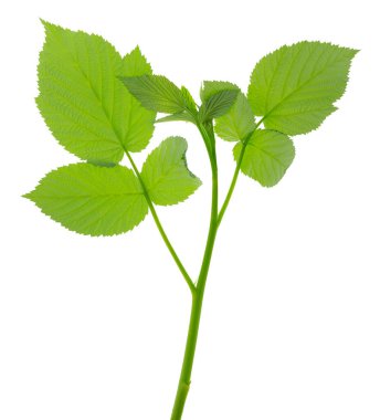 Ahududu dalı beyaz zemin üzerinde yeşil yapraklar gelişen dallar vurur. Yeşil taze yapraklı ahududu kökü. Doğal ürün. İlaç bitkileri. meyve bahçesi.