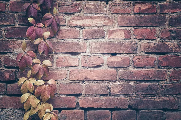Brick red wall .Wild grape on the wall of an old building. Texture, pattern, background, autumn. Autumn leaves of ivy. Vitaceae deciduous vine. The walls of the house covered with ivy.