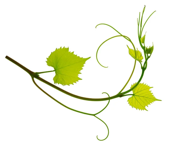 Fresh Green Grape Vine Branch Leaves Greenery Vine Branch Isolated — Stock Photo, Image