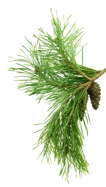 Schattige Twijgjes Dennenboom Met Kegels Geïsoleerd Een Close Nieuwjaarsdecor Decoratie — Stockfoto