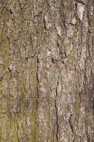 나무껍질의 송이송이 열매맺힌 딸하나 무가운데있노라 나무의 나무의 나무껍질의 질감을 줄인다 — 스톡 사진