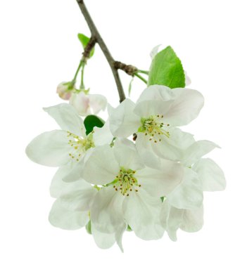 İlkbaharda parlak beyaz çiçeklerle açan dallı elma ağacı. İzole. Pankart. Elma ağacı çiçekleri. Bahar ve beyaz çiçekler açar.