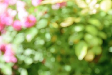 Baharın doğasında bulanık bahçe, yazın arka planda bulanık yeşil ağaç parkı, afiş, defocus bahar yaprakları soyut bokeh ışıklı duvar kağıdı, poster kağıdı