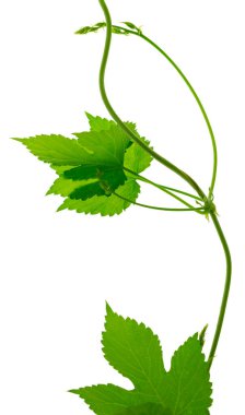 Yeşil yapraklı atlama dalları, satılık, reklamcılık, çiçek tasarımı ve dekor için. İzole edilmiş. Taze zıplama filizleri. Taze yeşil zıpzıp dalı, beyaz arka planda. Yapraklı kozalaklar. Organik Sekme Çiçekleri