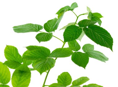 Ahududu yaprakları. Baharda ahududu çalılığının genç yeşil dalı. Ahududu dalı. Bahçıvanlık, bahçıvanlık. Şifa bitkisi. Ahududu yapraklarından yapılan çay soğuk algınlığına ve gribe iyi gelir..