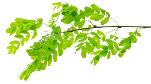 Floral Acacia Leaves Green Branches Leaves White Background Isolated Designer — Fotografia de Stock