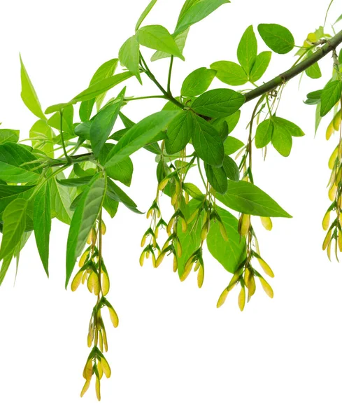 Herfst Achtergrond Met Esdoorn Bladeren Esdoorn Takken Met Bladeren Zaden — Stockfoto