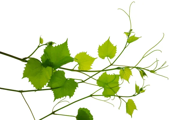 Frische Grüne Zweigblätter Der Weinrebe Grün Rebenzweig Isoliert Ohne Schatten — Stockfoto