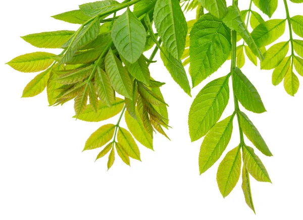 Φυτό Έλντερμπερι Εαρινό Πράσινο Φύλλωμα Πράσινο Φύλλωμα Από Μούρα Βατόμουρο — Φωτογραφία Αρχείου