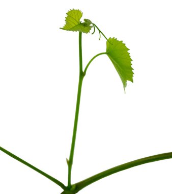 Üzüm dalı beyazda izole edilmiş. Yeşil yaprakları ve dalları olan bir sarmaşık. Dedikodu. Asma yapraklı Sprig. Taze yeşil üzüm yaprağı. Yeşil asma yaprakları, yakın plan. bahar, yaz.