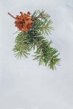 Çam ağacı dalları don, doğa kış doğal arka plan, karla kaplı kozalaklı iğneler yakın çekim, yumuşak odak ve kopyalama alanı ile kaplıdır. Noel tatili geçmişi.