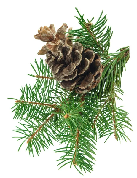 コーンとフェアだ クリスマスの装飾 ハーバリスト パインコーンと松の枝 スプルースの葉とコーン 白い孤立した背景の上のモミの木 — ストック写真