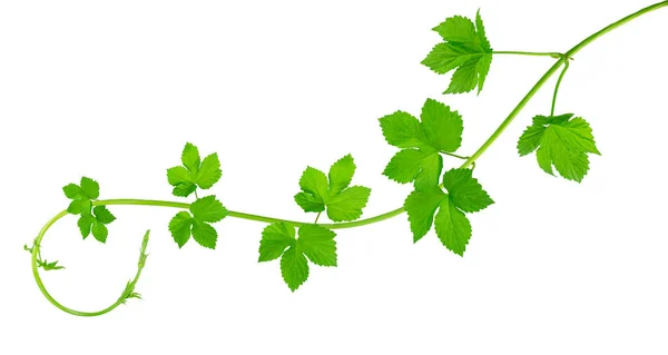 Zelené Větve Chmele Listy Krásně Zakřivené Krása Přírodě Ingredience Vaření — Stock fotografie