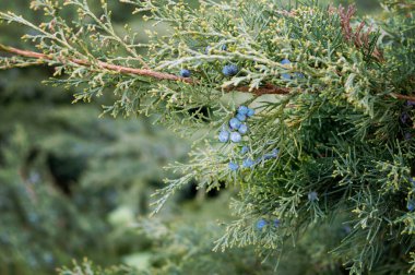 Mavi Yıldız ardıç çalısı ya da yaz bahçesinde Himalaya ardıcı. İğneli, gümüş mavisi, bol yapraklı, yemyeşil bir çalı. Yaklaş, seçici odaklanma.