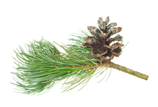 Pine Cone Twig Needles Christmas Celebration Concept Decorative Botanical Decor — Fotografia de Stock