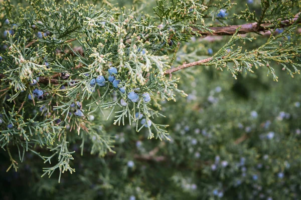 주니퍼 부시나 히말라야 주니퍼는 정원에 상록수 관목은 파란색 밀집된 잎으로 — 스톡 사진
