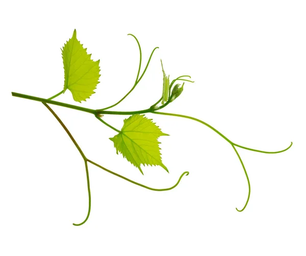 Hroznová Větev Izolovaná Bílém Vinná Réva Zelenými Čerstvými Listy Úponky — Stock fotografie