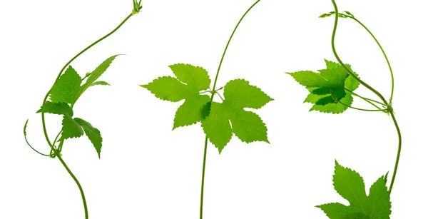 Zelené Větve Chmele Listy Krásně Zakřivené Krása Přírodě Ingredience Vaření — Stock fotografie