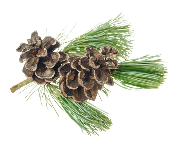Spruce Branch Fir Cones Christmas Design Element Invitations Greeting Cards — Foto de Stock
