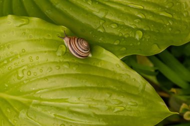 Snail on a flower lea
