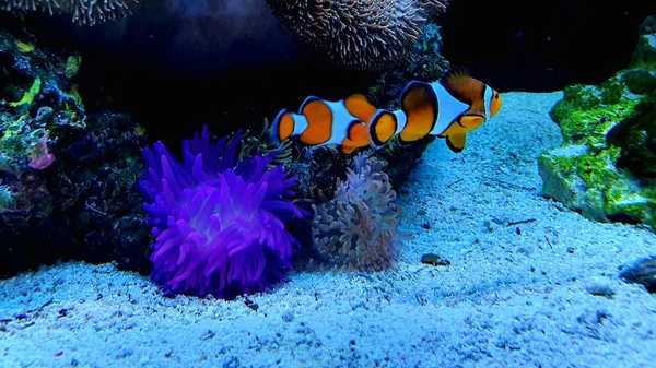 Wunderschöne Unterwasserwelt Des Tropischen Meeres — Stockfoto